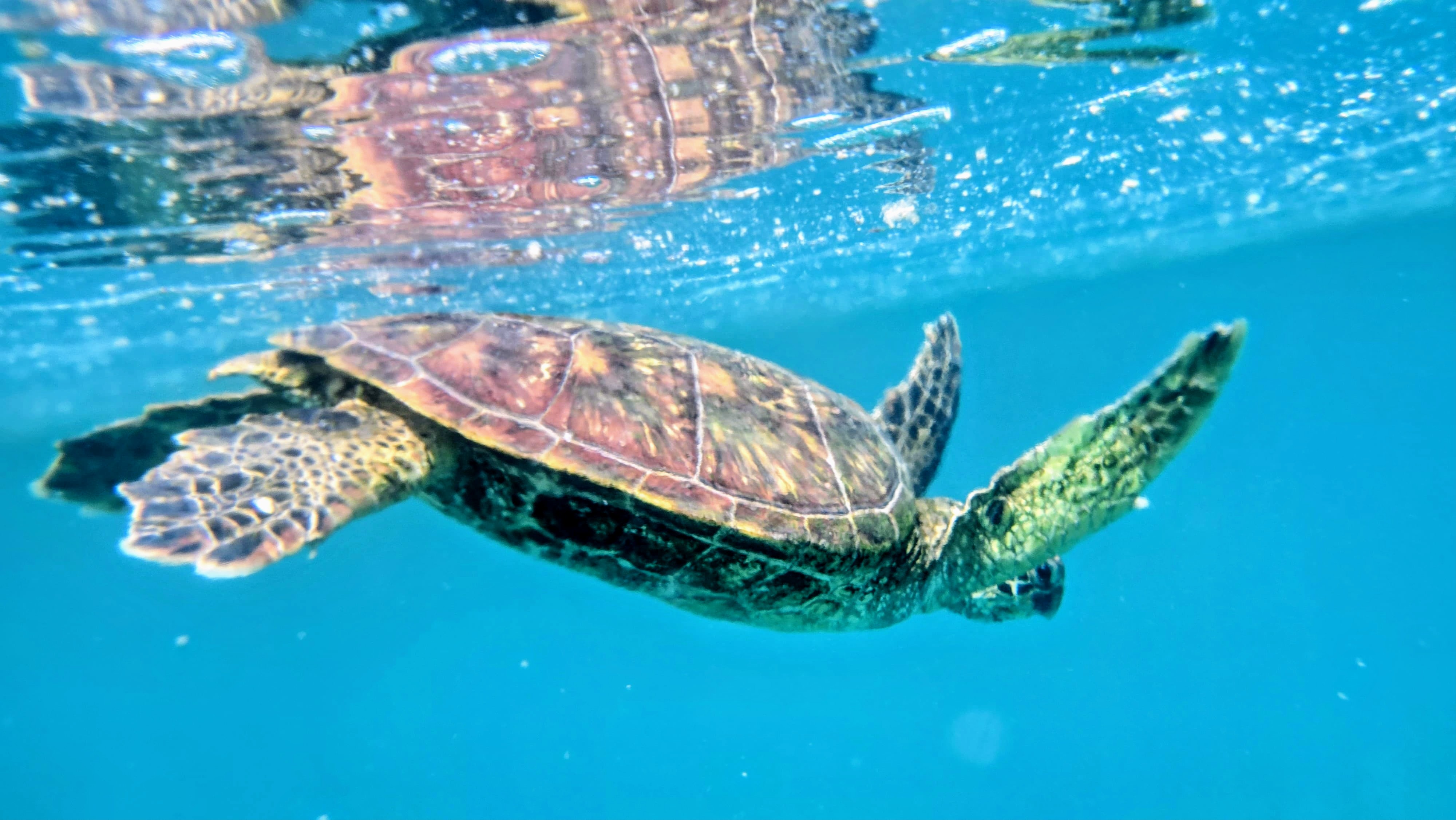 Galapagos 