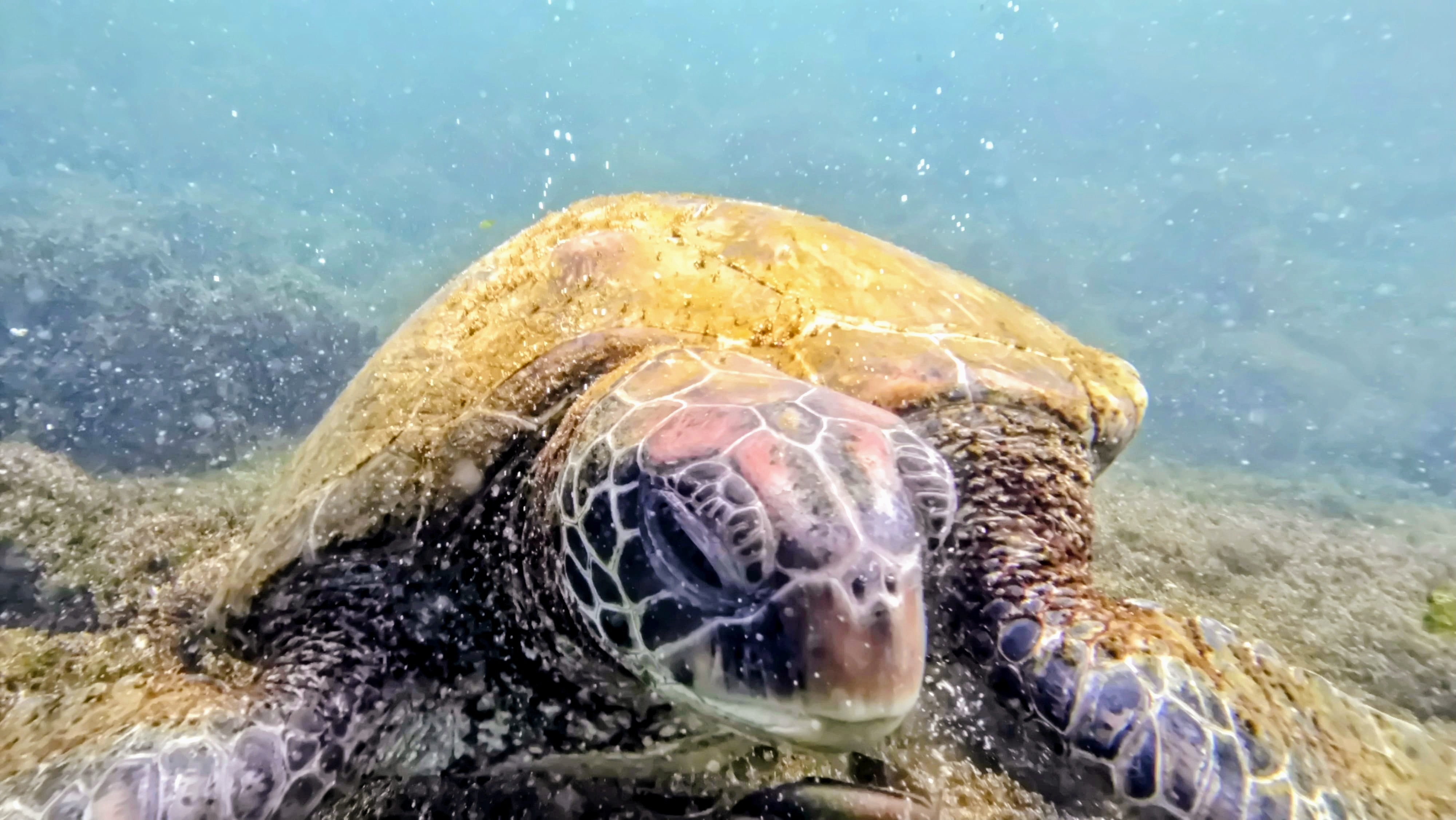 Galapagos 