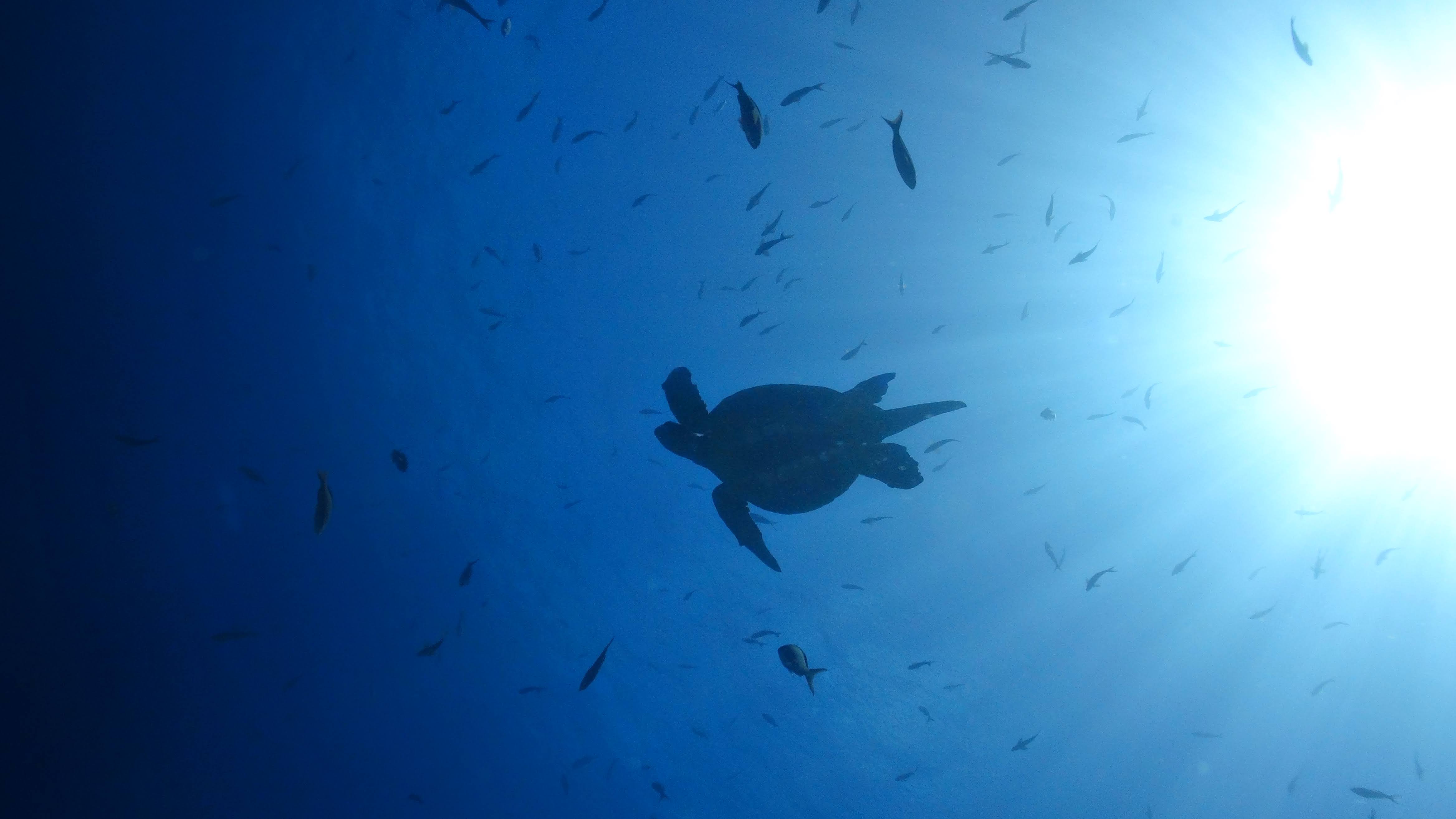 Galapagos 
