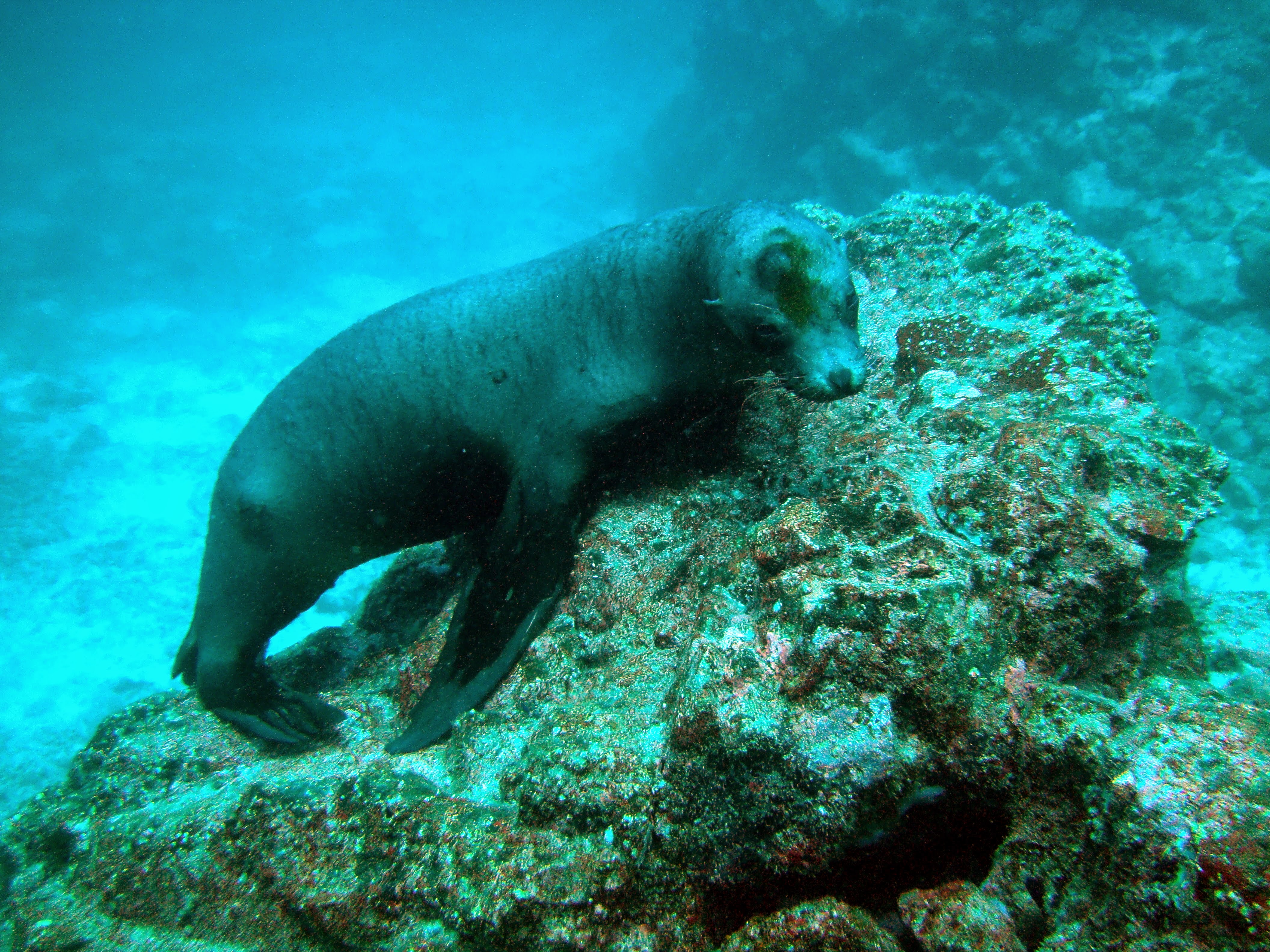 Galapagos seal