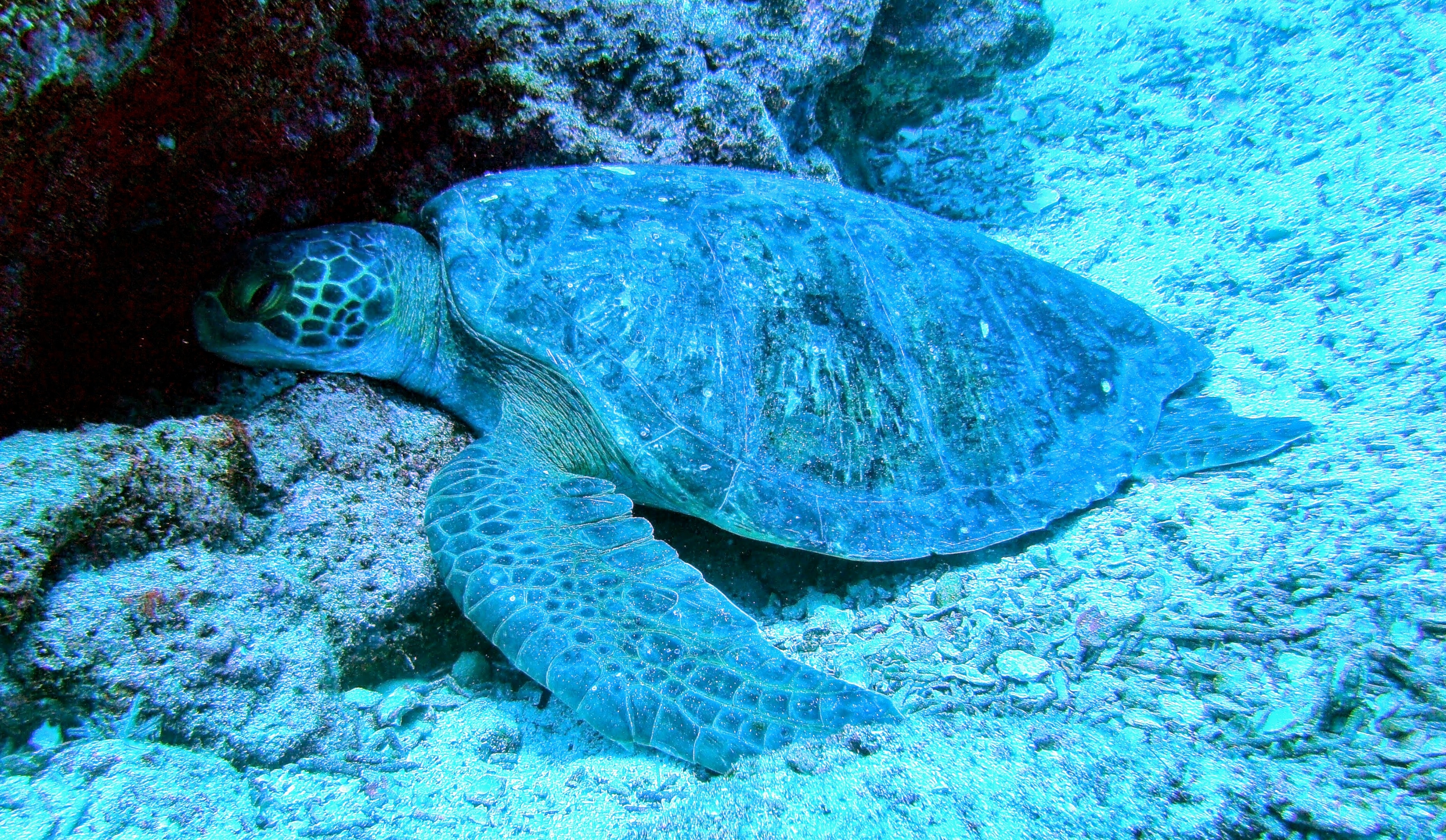 Galapagos 