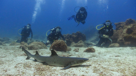 Galapagos 
