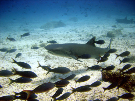 Galapagos 
