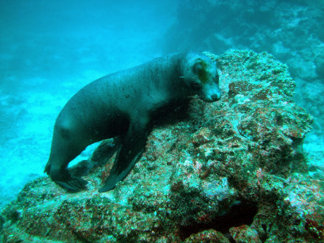 Galapagos seal