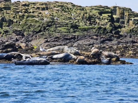 Farnes1