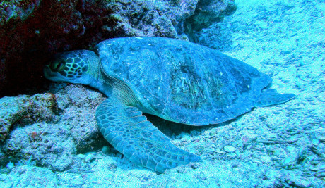 Galapagos 