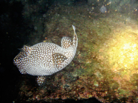 Galapagos 